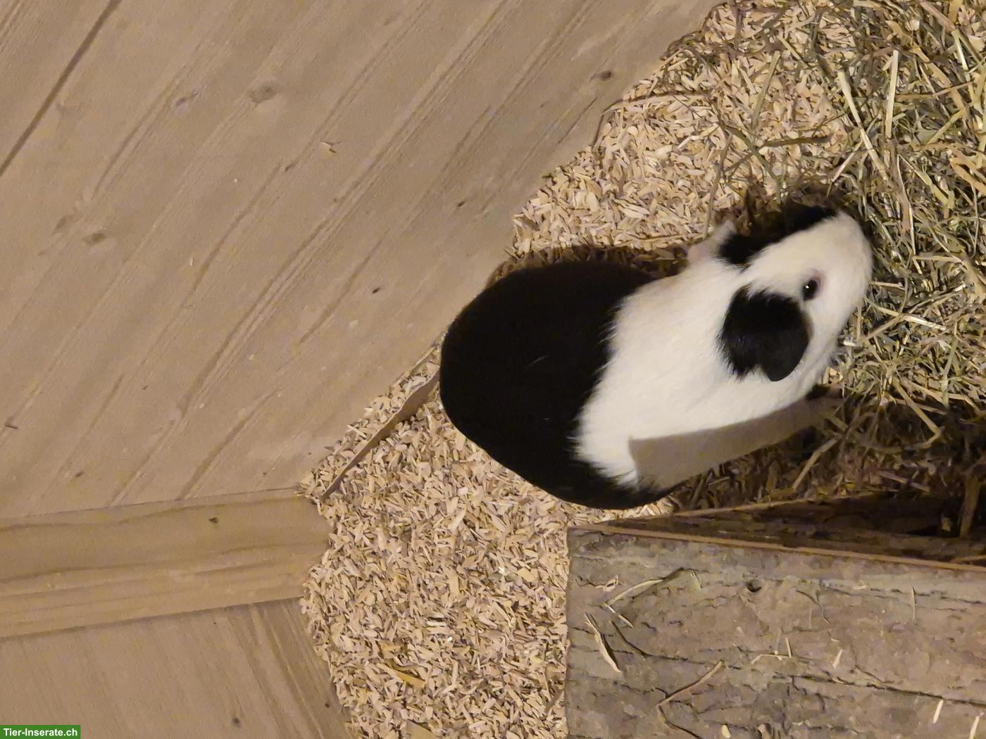 Bild 6: 3 Meerschweinchen mit viel Zubehör & grossem Käfig