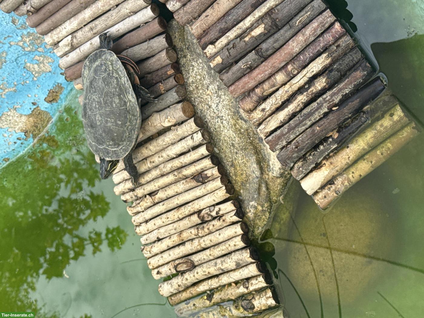 Wasserschildkröten aus Teichhaltung abzugeben