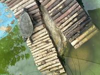 Wasserschildkröten aus Teichhaltung abzugeben