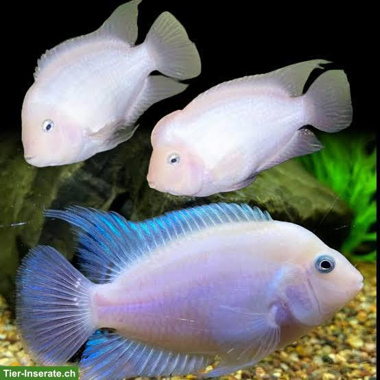 Weisse Zebrabuntbarsche Amatitlania nigrofasciata "white"