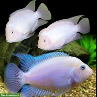 Weisse Zebrabuntbarsche Amatitlania nigrofasciata "white"