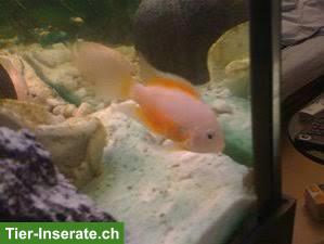 Bild 2: Weisse Zebrabuntbarsche Amatitlania nigrofasciata "white"