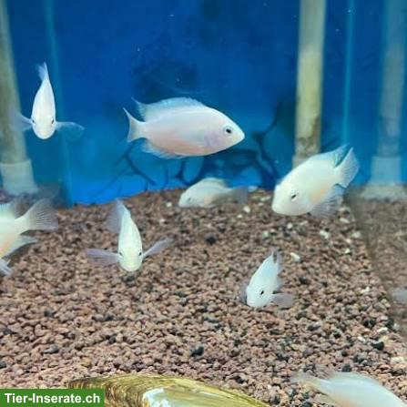 Bild 3: Weisse Zebrabuntbarsche Amatitlania nigrofasciata "white"