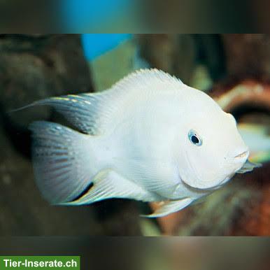 Bild 4: Weisse Zebrabuntbarsche Amatitlania nigrofasciata "white"