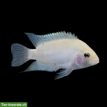 Bild 5: Weisse Zebrabuntbarsche Amatitlania nigrofasciata "white"