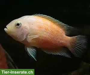 Bild 6: Weisse Zebrabuntbarsche Amatitlania nigrofasciata "white"