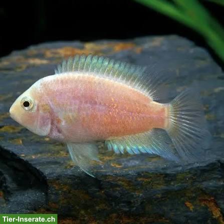 Bild 7: Weisse Zebrabuntbarsche Amatitlania nigrofasciata "white"