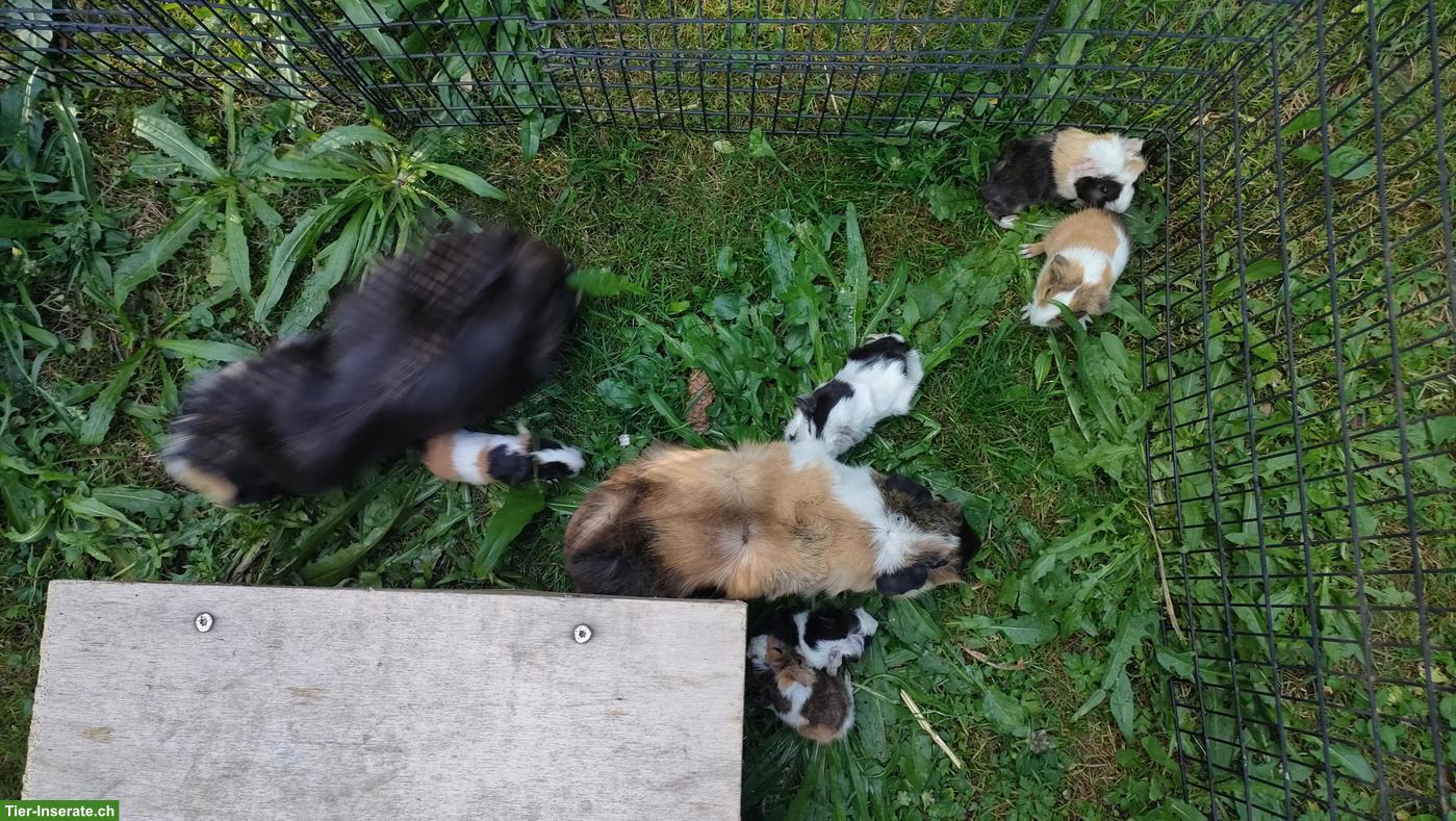 5 niedliche Meerschweinchen Babys