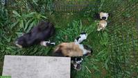 5 niedliche Meerschweinchen Babys