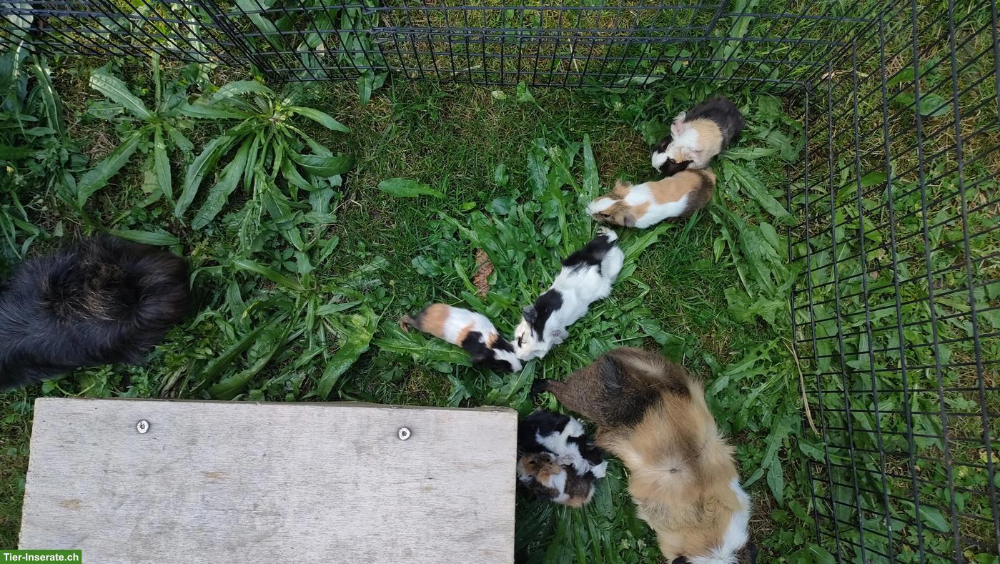 Bild 2: 5 niedliche Meerschweinchen Babys
