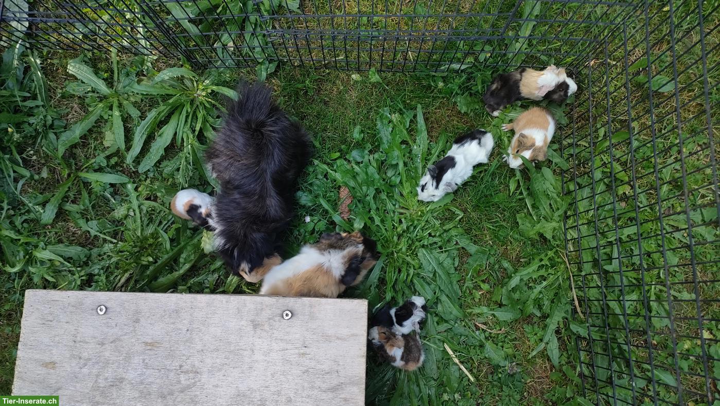 Bild 3: 5 niedliche Meerschweinchen Babys