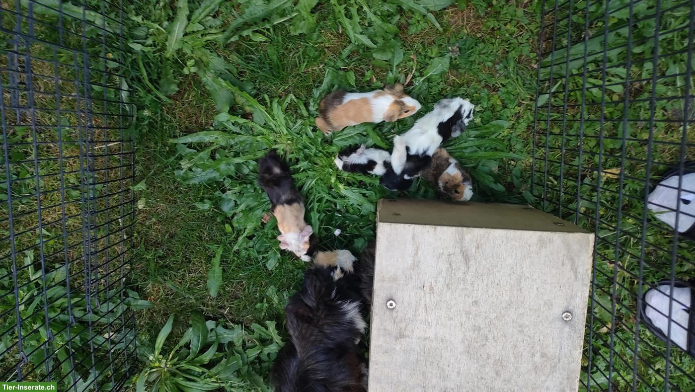 Bild 4: 5 niedliche Meerschweinchen Babys
