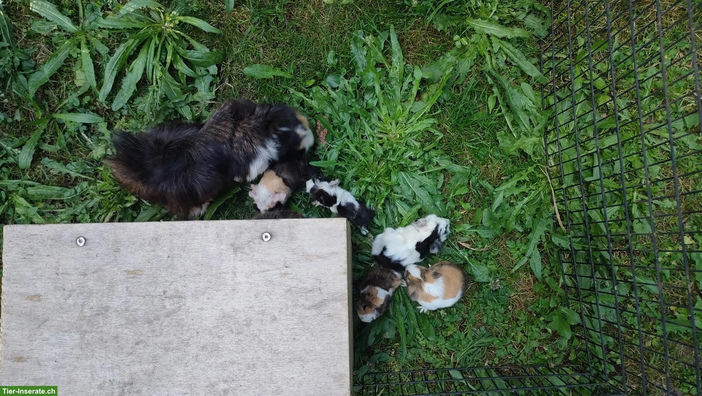 Bild 5: 5 niedliche Meerschweinchen Babys
