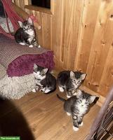 4 süsse junge Kätzchen, 3 Mädels / 1 Junge