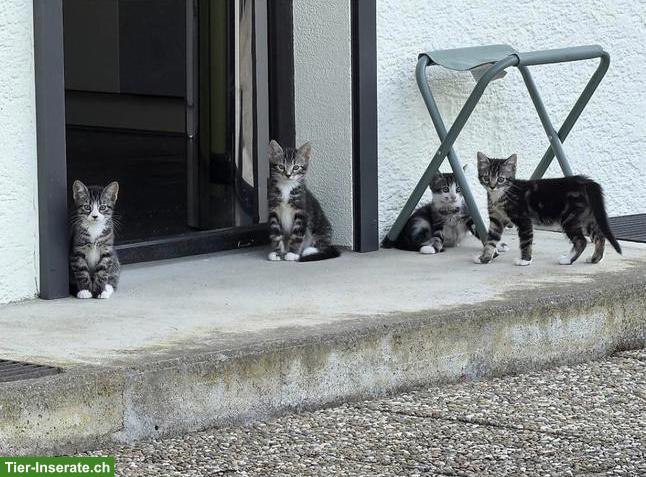 Bild 3: 4 süsse junge Kätzchen, 3 Mädels / 1 Katerli