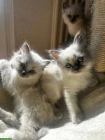 Reinrassige Heilige Birma Kitten mit blauen Augen