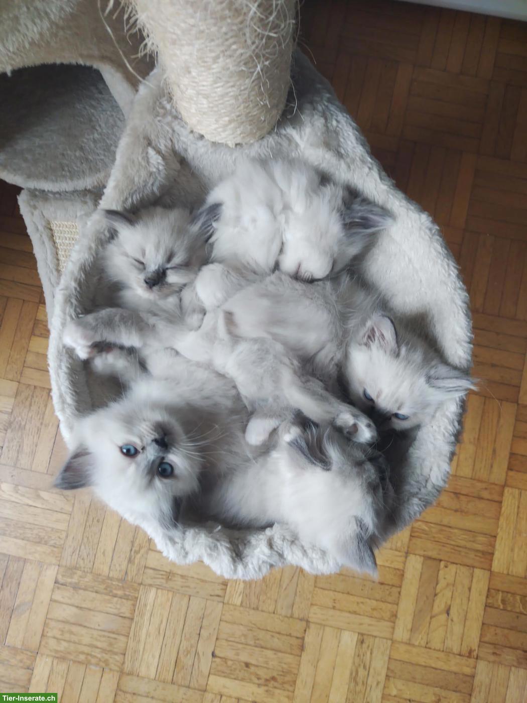 Bild 4: Reinrassige Heilige Birma Kitten mit blauen Augen
