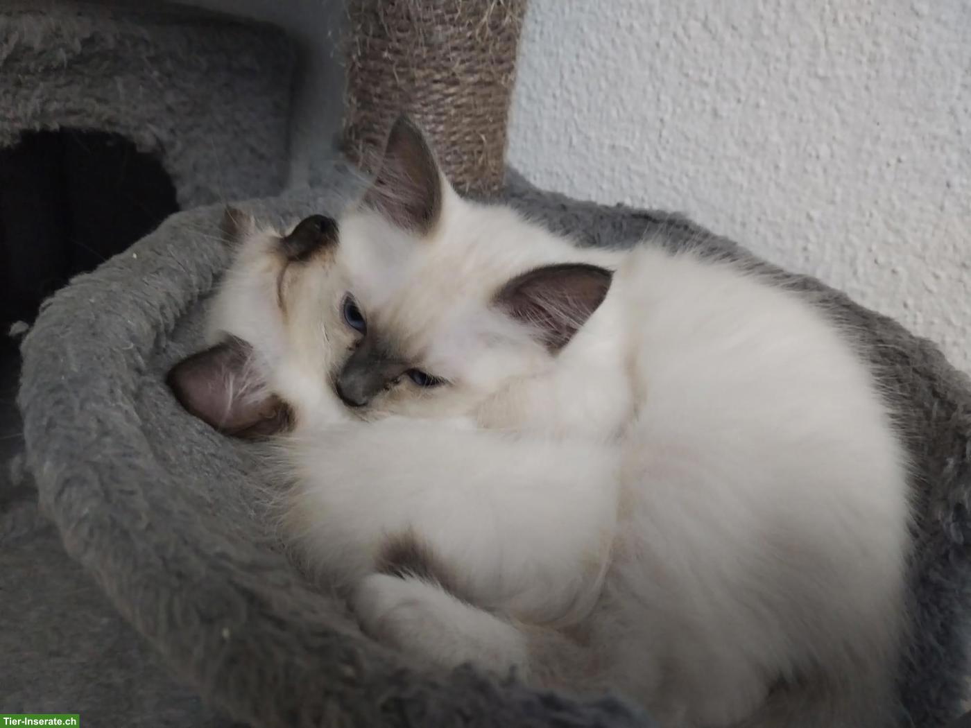 Bild 5: Reinrassige Heilige Birma Kitten mit blauen Augen