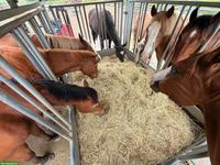 🐴 Biete zuverlässige Unterstützung rund ums Pferd 🐴