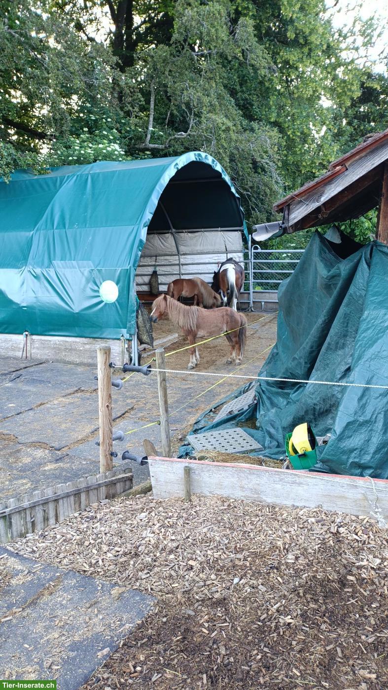 Bild 2: 🐴 Biete zuverlässige Unterstützung rund ums Pferd 🐴