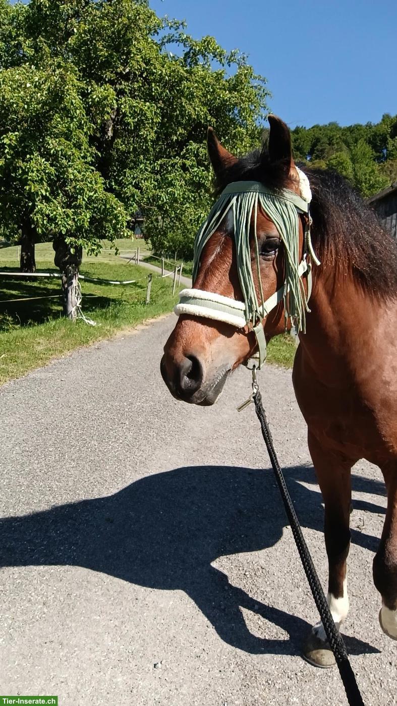 Bild 3: 🐴 Biete zuverlässige Unterstützung rund ums Pferd 🐴