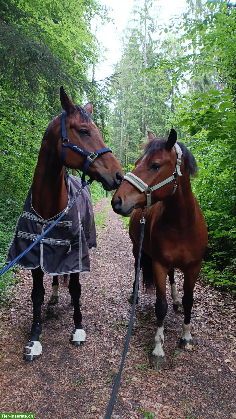 Bild 4: 🐴 Biete zuverlässige Unterstützung rund ums Pferd 🐴