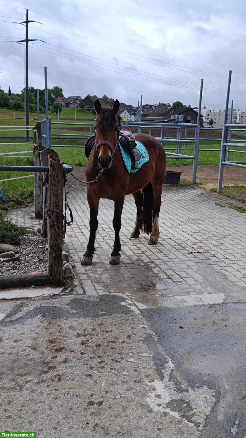 Bild 5: 🐴 Biete zuverlässige Unterstützung rund ums Pferd 🐴