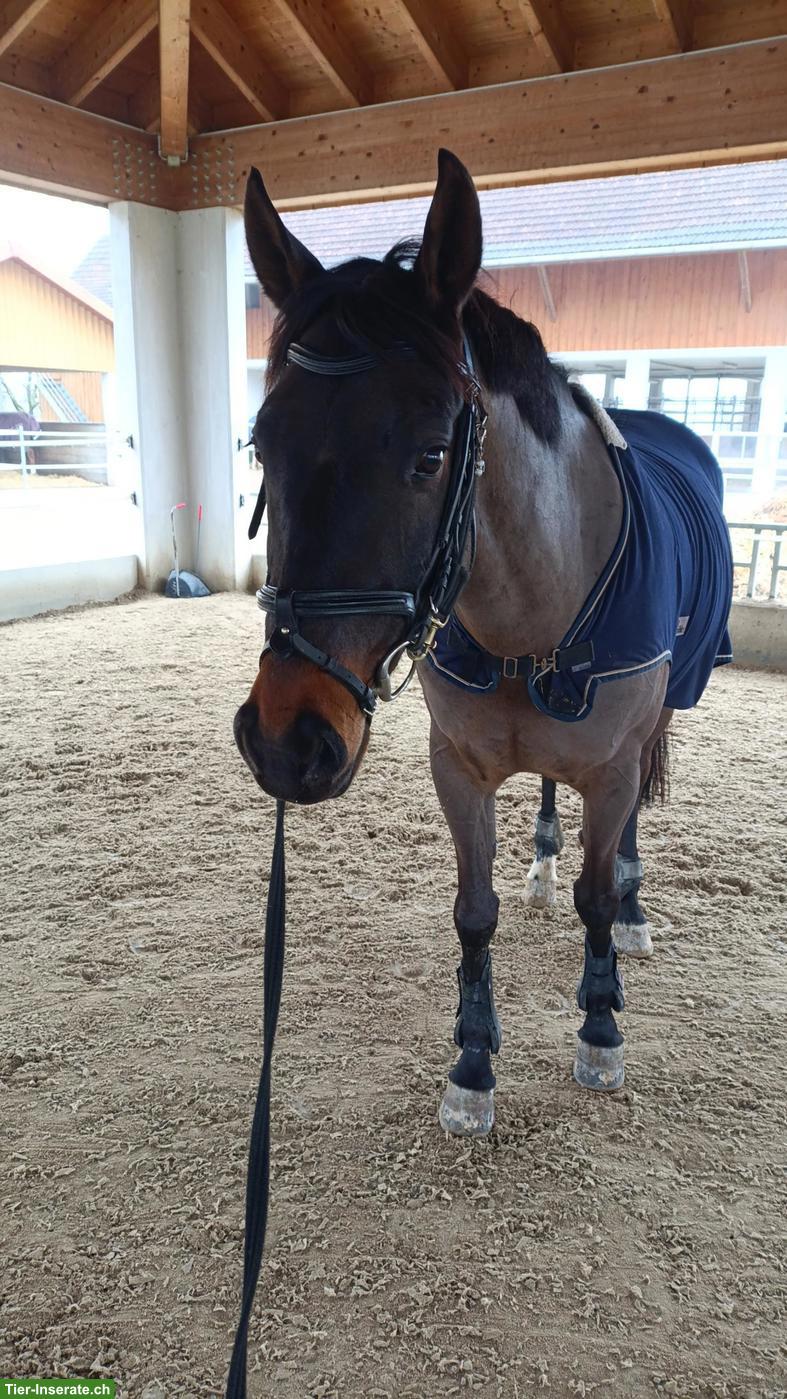 Bild 6: 🐴 Biete zuverlässige Unterstützung rund ums Pferd 🐴