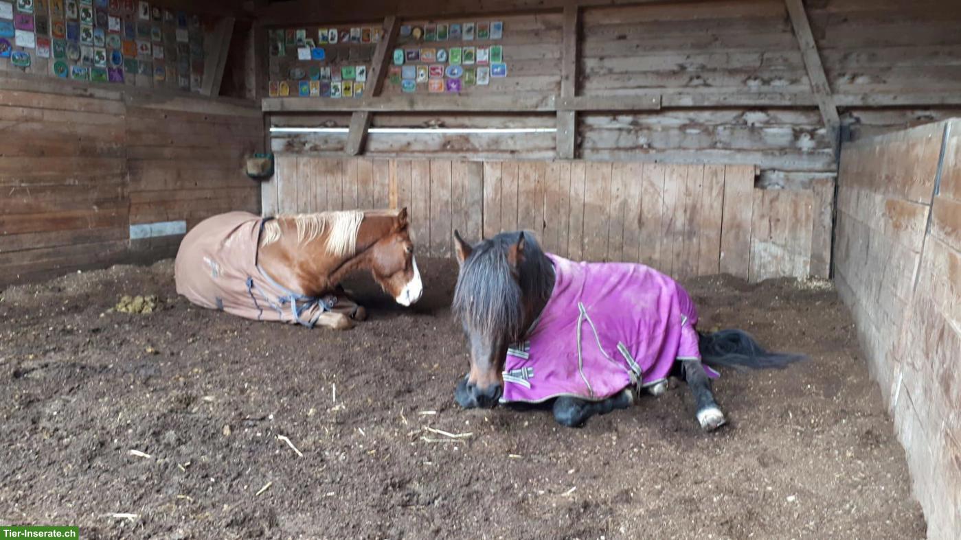 Bild 7: 🐴 Biete zuverlässige Unterstützung rund ums Pferd 🐴
