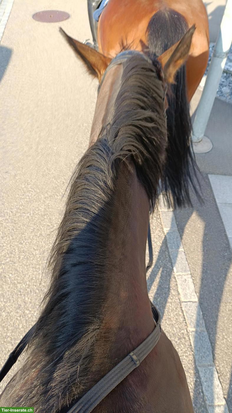 Bild 8: 🐴 Biete zuverlässige Unterstützung rund ums Pferd 🐴