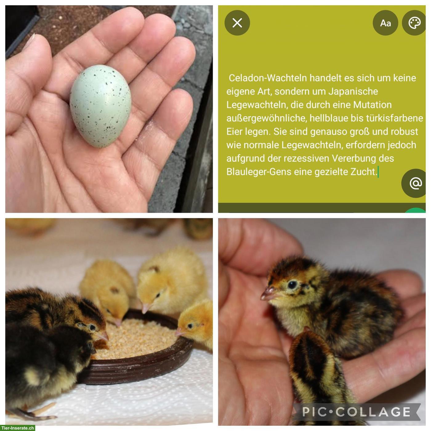 Wachteln Küken, grünleger zu verkaufen