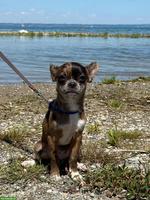 Chihuahua Merle Welpen, 2 Rüden