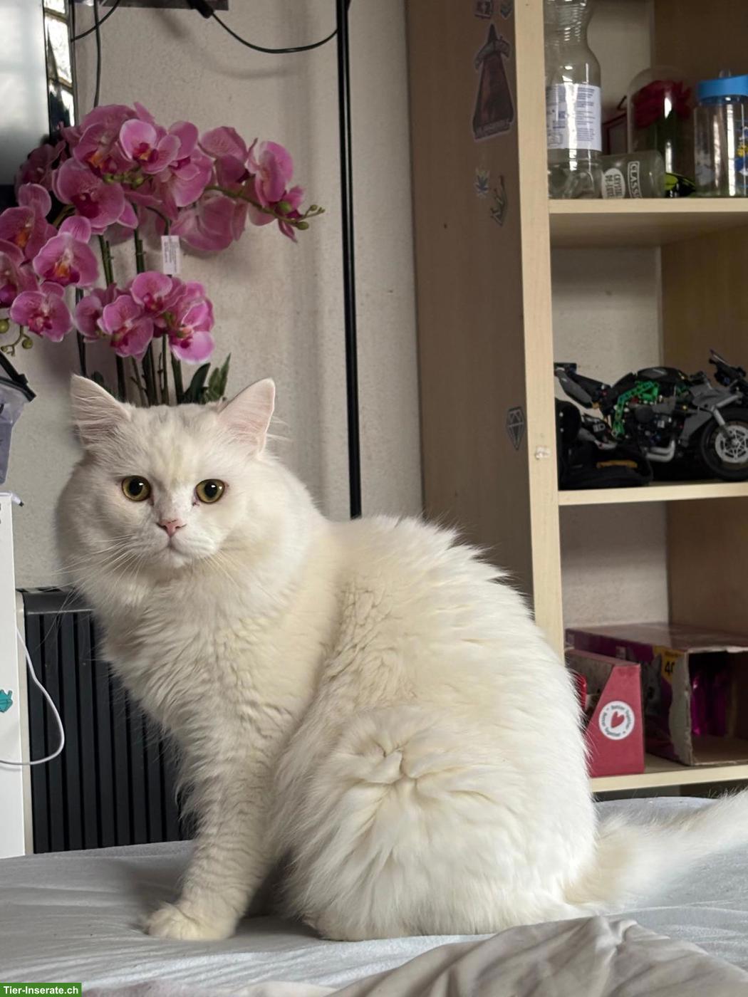 Türkischer Angora Kater, 2 Jahre alt