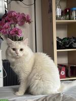 Türkischer Angora Kater, 2 Jahre alt