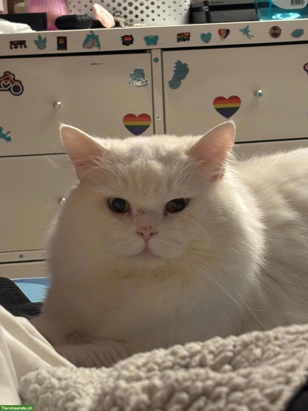 Bild 2: Türkischer Angora Kater, 2 Jahre alt