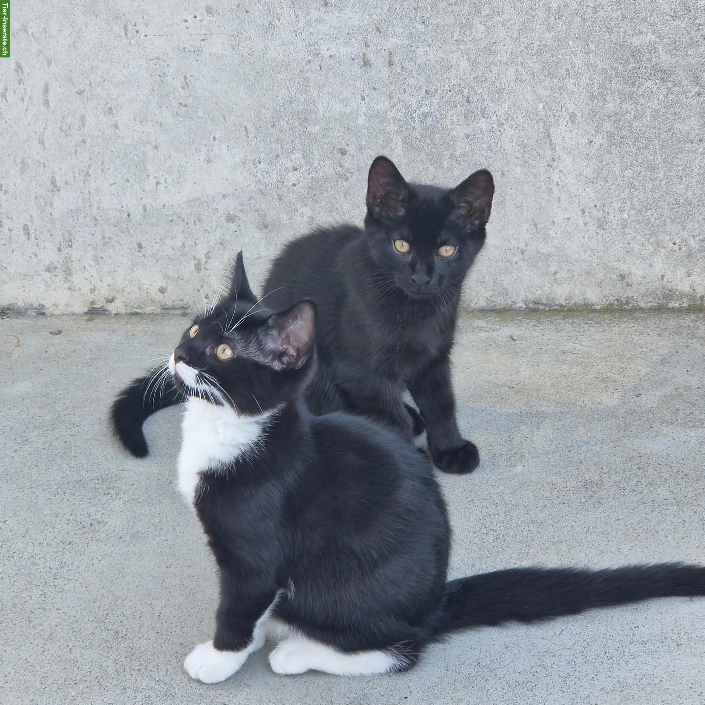 Süsse Kitten suchen schönes Zuhause