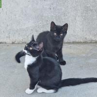 Süsse Kitten suchen schönes Zuhause