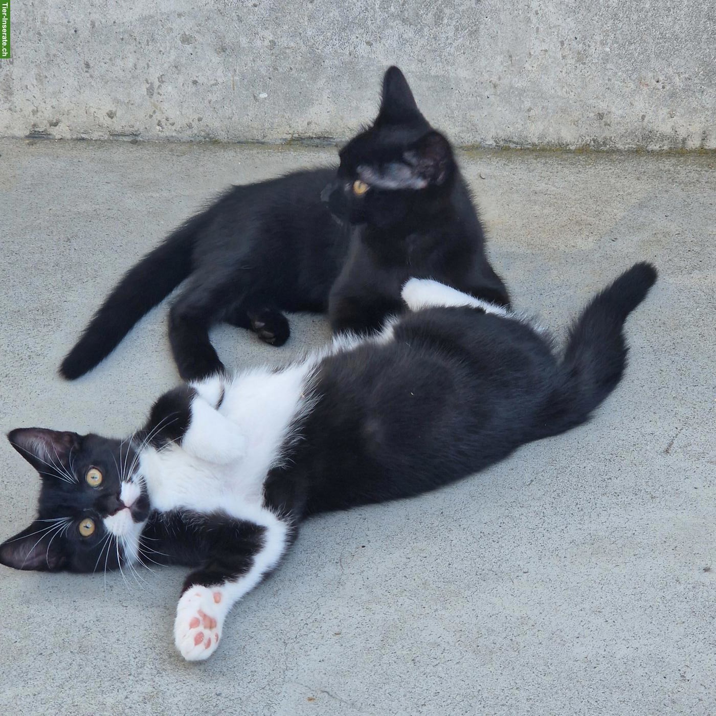 Bild 2: Süsse Kitten suchen schönes Zuhause