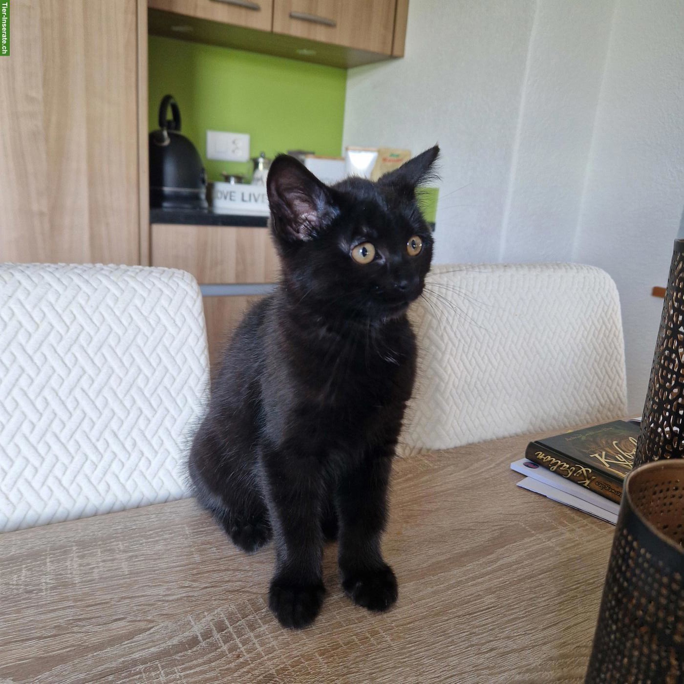 Bild 3: Süsse Kitten suchen schönes Zuhause