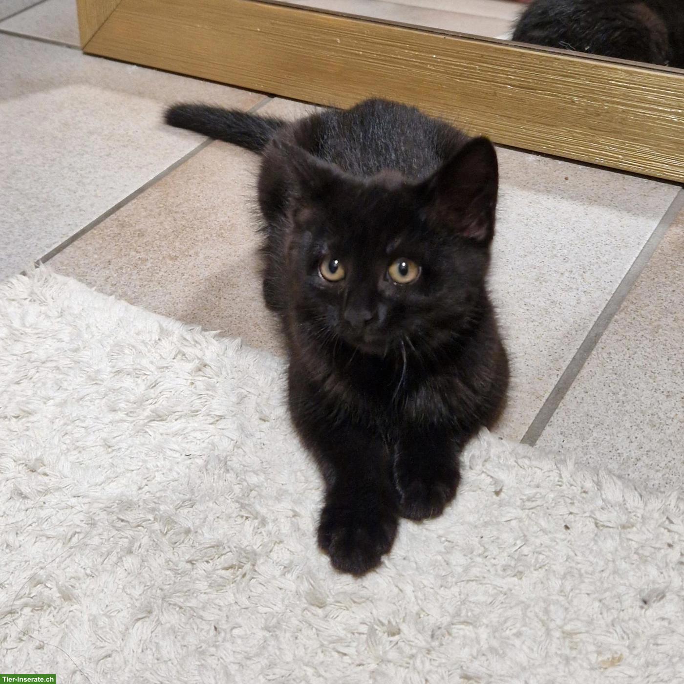 Bild 4: Süsse Kitten suchen schönes Zuhause