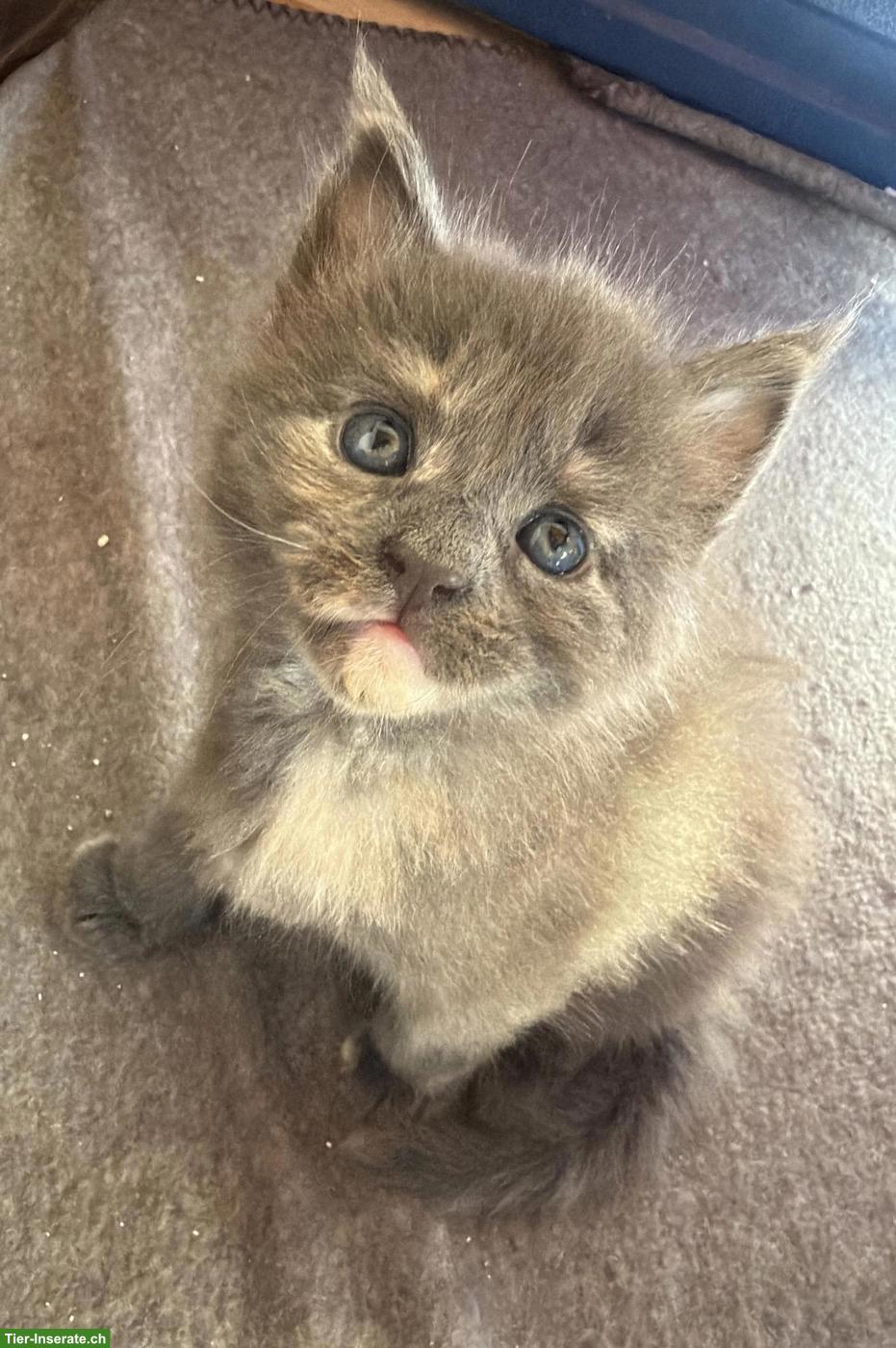 Blue Tortie Maine Coon Kitten „Nelly“ sucht Für-immer-Zuhause
