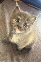 Wunderschönes Maine Coon Kitten „Nelly“ sucht Für-immer-Zuhause
