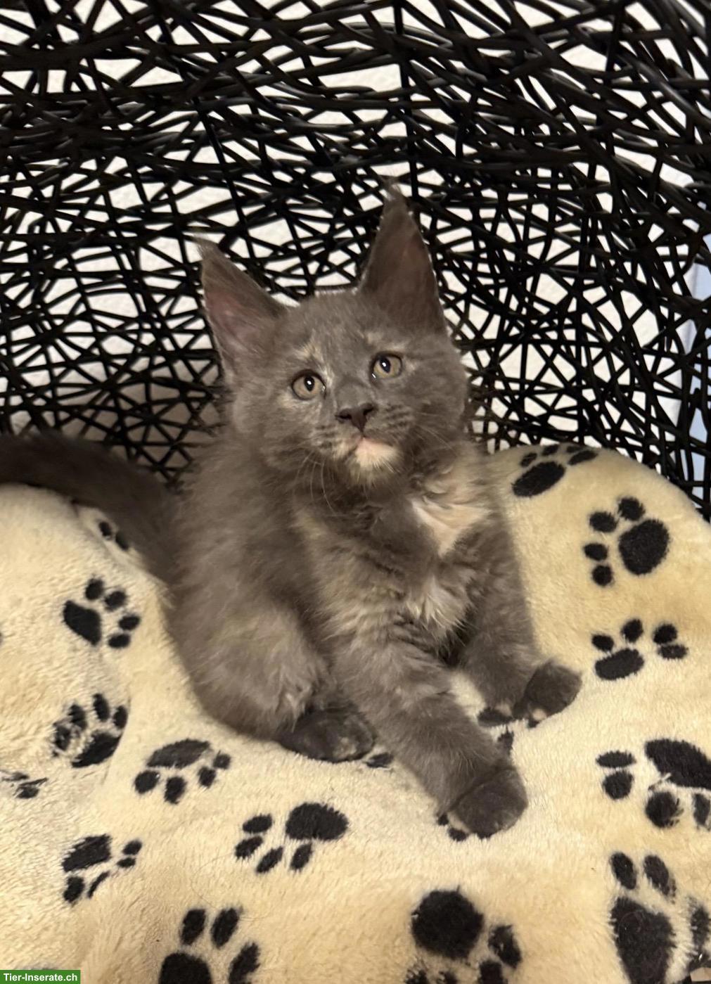 Bild 2: Blue Tortie Maine Coon Kitten „Nelly“ sucht Für-immer-Zuhause