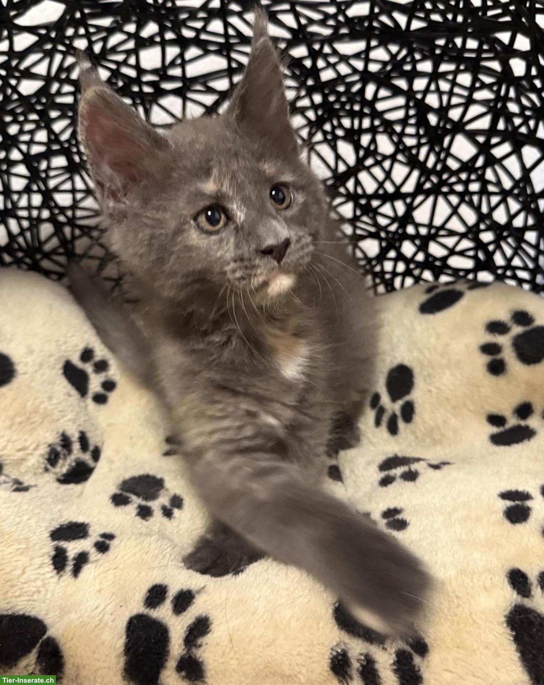 Bild 3: Blue Tortie Maine Coon Kitten „Nelly“ sucht Für-immer-Zuhause