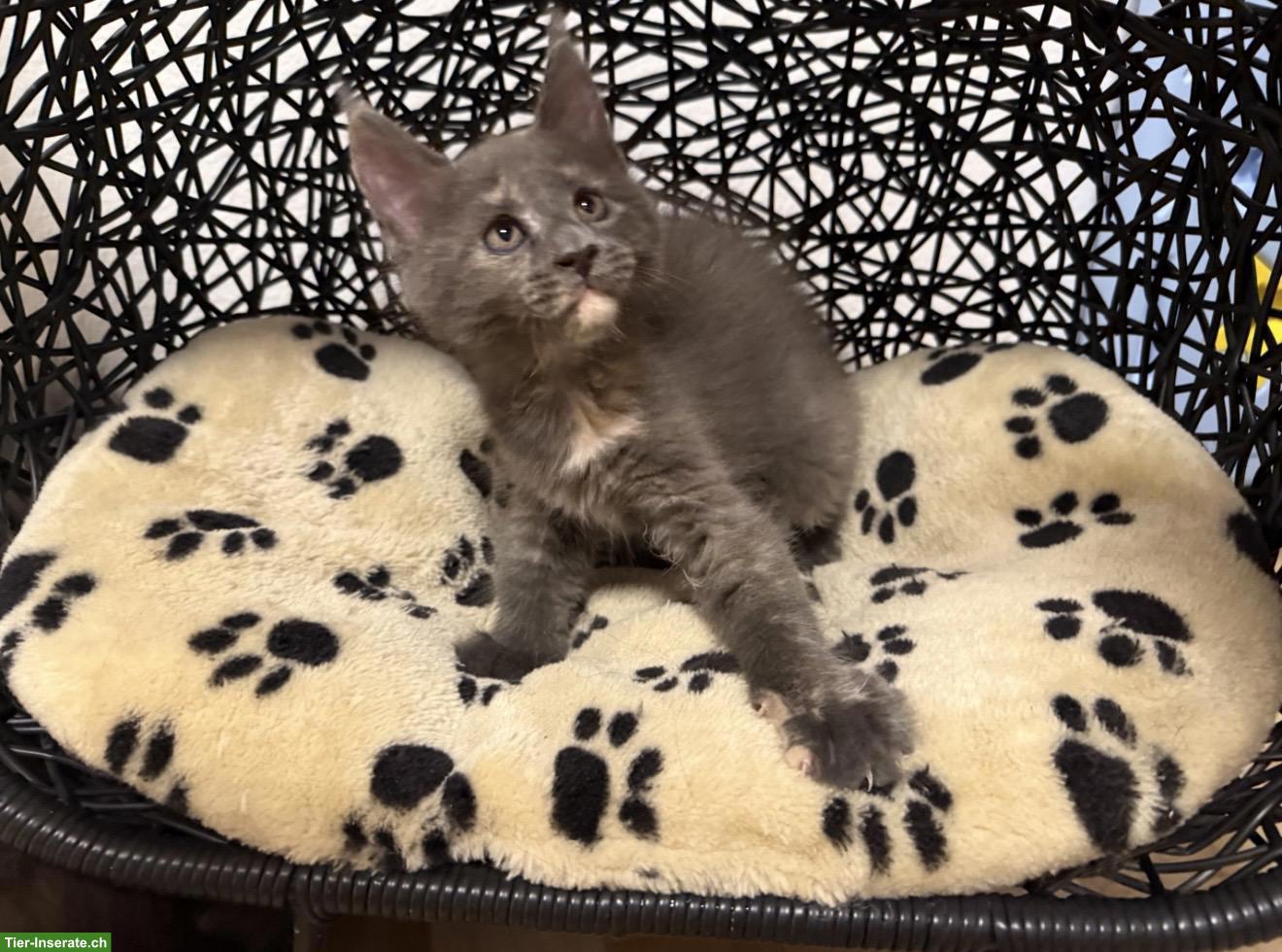 Bild 4: Blue Tortie Maine Coon Kitten „Nelly“ sucht Für-immer-Zuhause