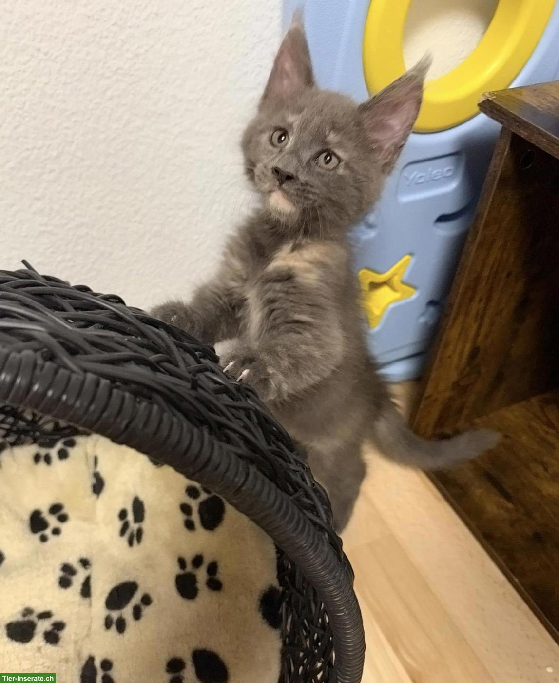 Bild 5: Blue Tortie Maine Coon Kitten „Nelly“ sucht Für-immer-Zuhause