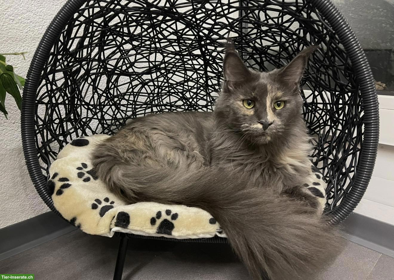 Bild 6: Blue Tortie Maine Coon Kitten „Nelly“ sucht Für-immer-Zuhause