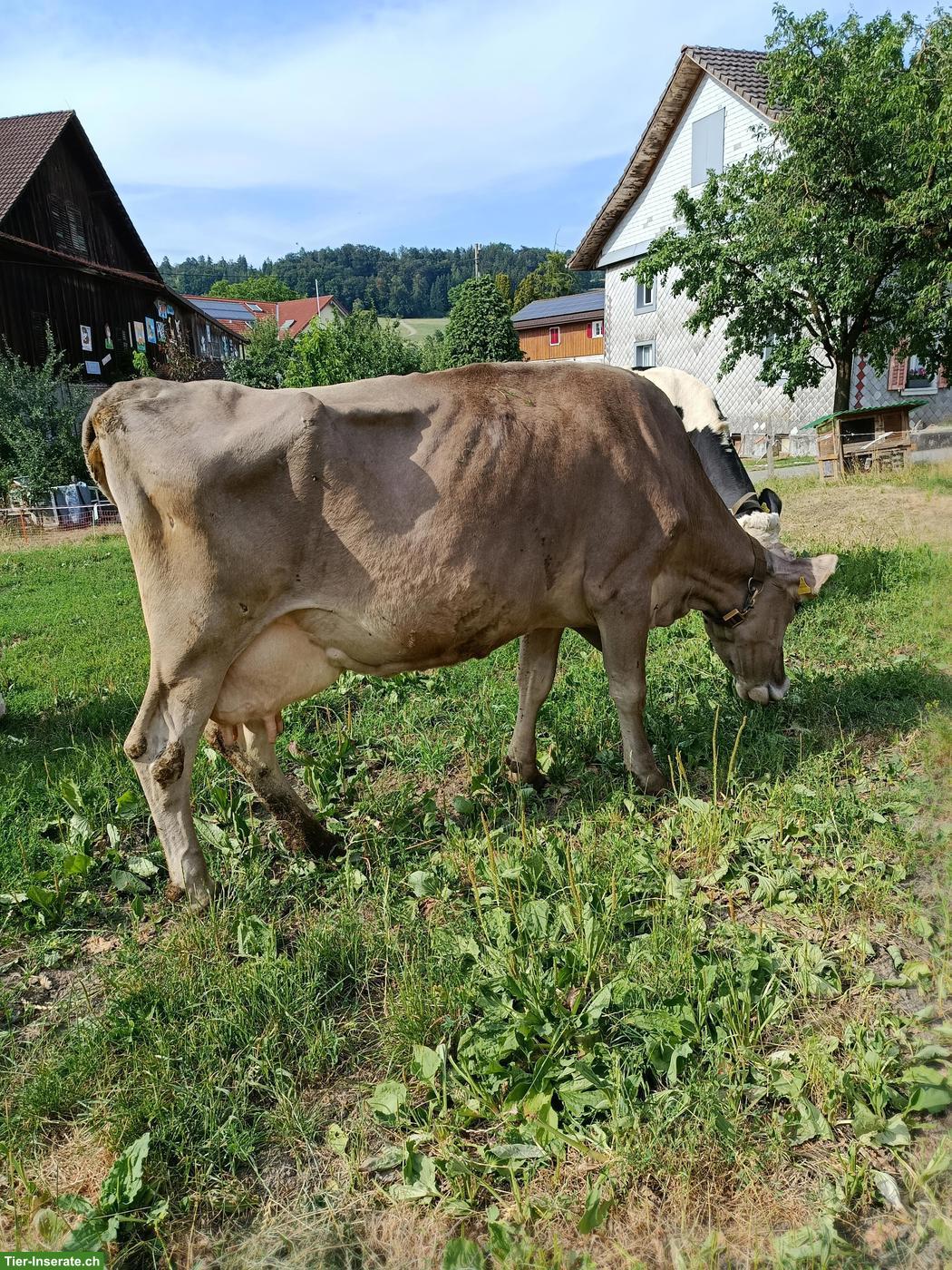 Braunvieh Kuh zu verkaufen, zum Ausmelken/Mästen