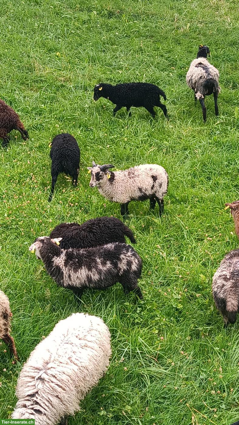Junger Ouessant Bock zu verkaufen