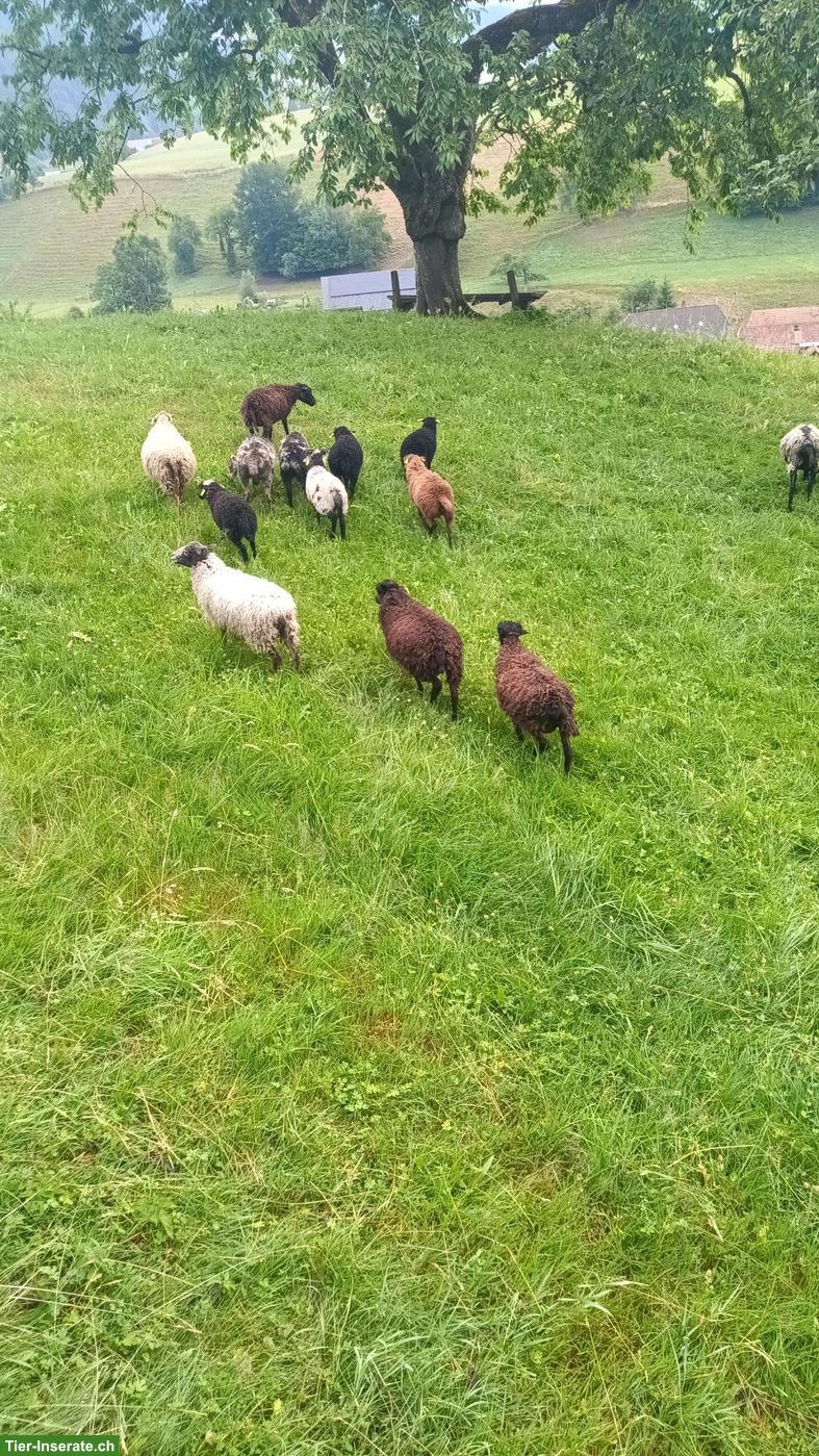 Bild 2: Junger Ouessant Bock zu verkaufen